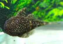 Ancistrus Multispinis