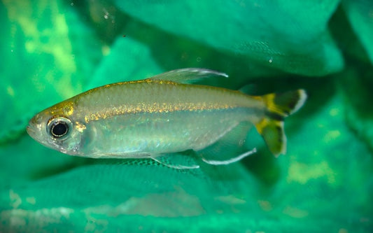 Lefini congozalm