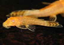 Ancistrus Cf. Cirrhosus Gold Albino