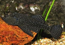 Ancistrus Cf. Cirrhosus