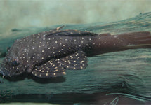 L059 Ancistrus Hoplogenys
