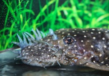 L144 Ancistrus Sp.