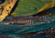 Ancistrus Sp. Paraguay