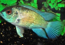 Andinoacara Pulcher Electric Blue