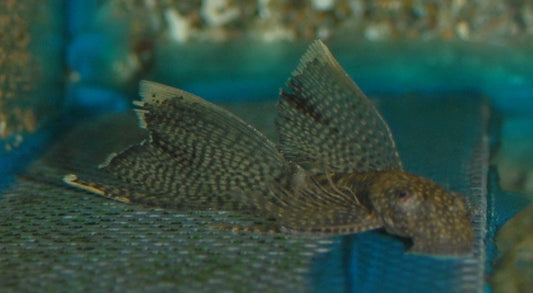 Ancistrus Cf. Cirrhosus Long Fin