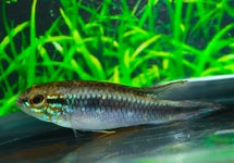 Apistogramma Agassizii