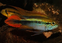 Apistogramma Agassizii Double Red