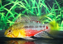 Apistogramma Hongsloi