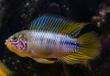 Apistogramma Sp. Opal