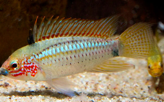 Apistogramma Eremnopyge