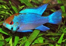 Mikrogeophagus Ramirezi Electric Blue