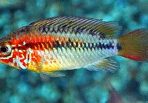 Apistogramma Viejita