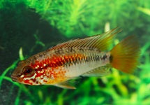 Apistogramma Macmasteri Red Mask