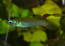 Poropanchax Normani