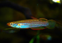 Aplocheilus Blockii