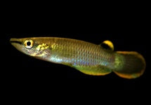 Aplocheilus Panchax
