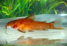 Aspidoras Sp. C125 Red