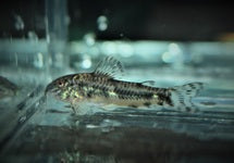 Aspidoras Raimundi