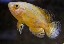 Astronotus Ocellatus Lemon