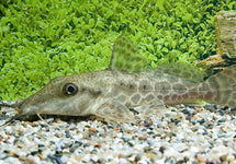Auchenoglanis Occidentalis