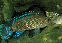 Badis Badis