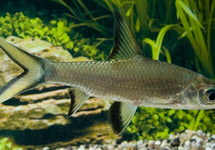 Balantiocheilus Melanopterus