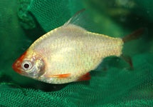 Puntigrus Tetrazona Platinum