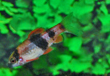 Haludaria Fasciata