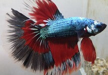 Betta Sp. Halfmoon Dragon Male
