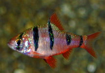 Desmopuntius Pentazona