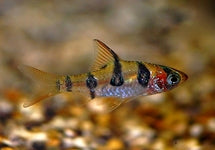 Desmopuntius Rhomboocellatus