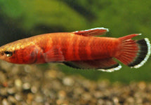 Betta Channoides