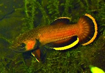 Betta Albimarginata