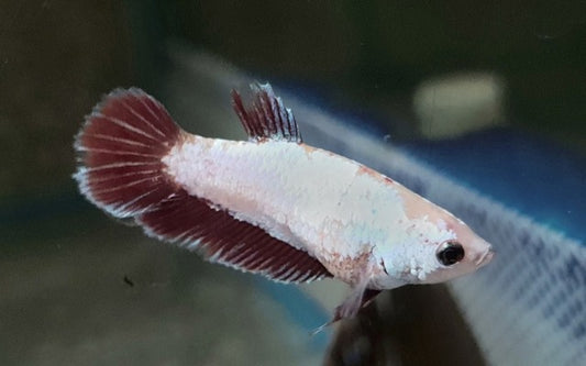 Betta Sp. Super Delta Female