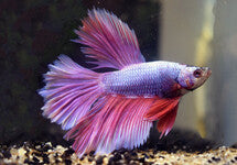 Betta Sp. Halfmoon Lavender Male