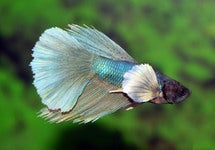 Betta Sp. Super Delta Dumbo Ear Male