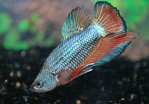 Betta Sp. Plakat Male
