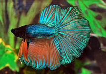 Betta Sp. Halfmoon Male