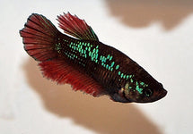 Betta Sp. Halfmoon Female