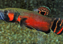Betta Macrostoma