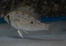 Biotodoma Wavrini