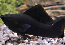 Poecilia Sphenops Black