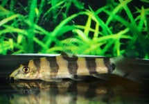 Botia Histrionica