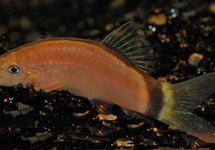 Yasuhikotakia Morleti