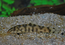 Botia Lohachata