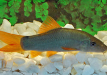 Yasuhikotakia Modesta