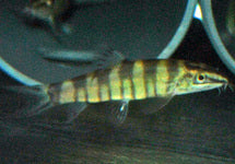 Sinibotia Robusta