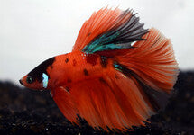 Betta Sp. Halfmoon Nemo Male