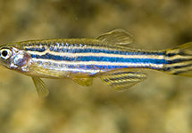 Danio Rerio