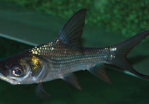 Catlocarpio Siamensis